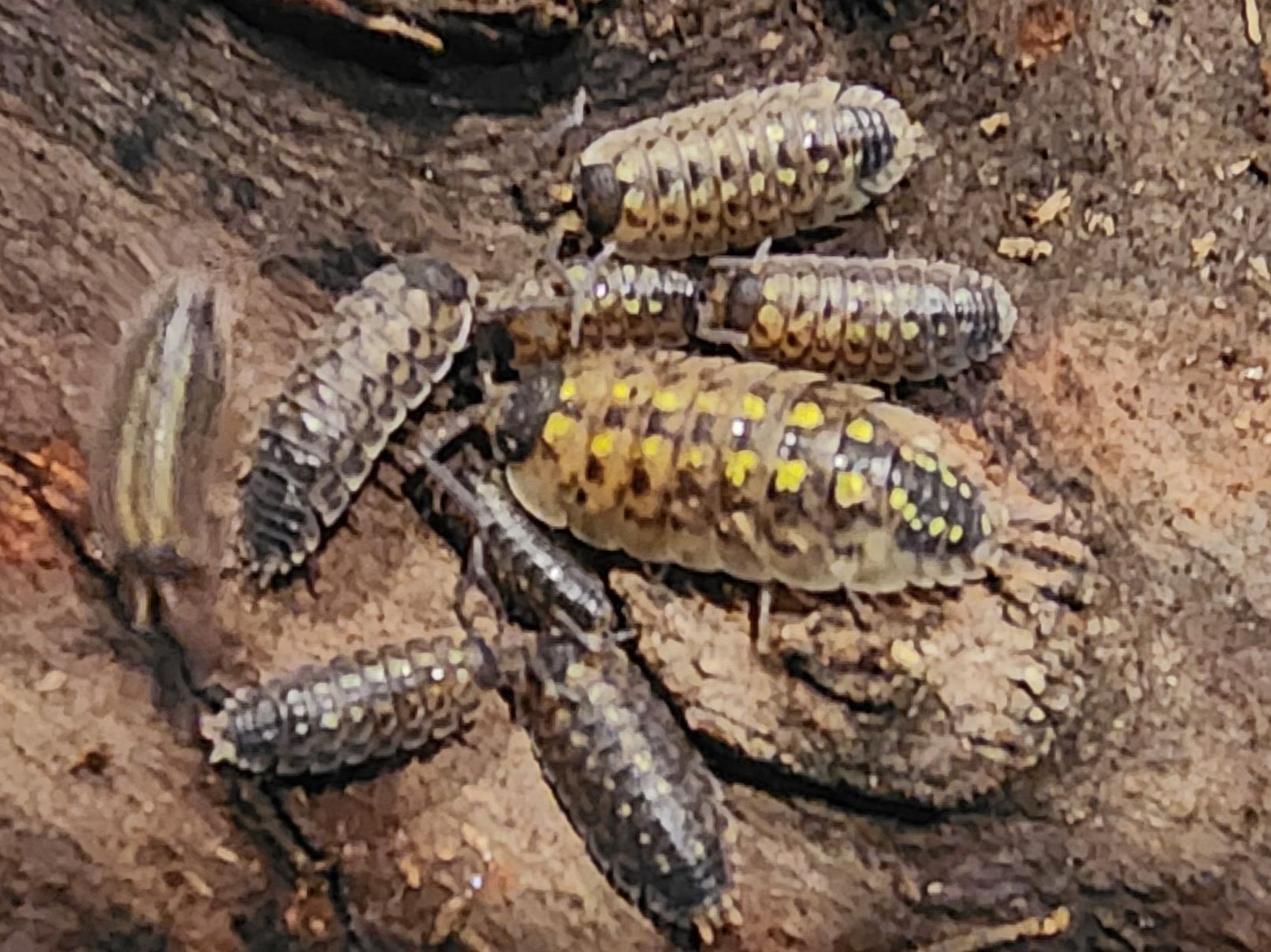 Porcellio Spinicornis