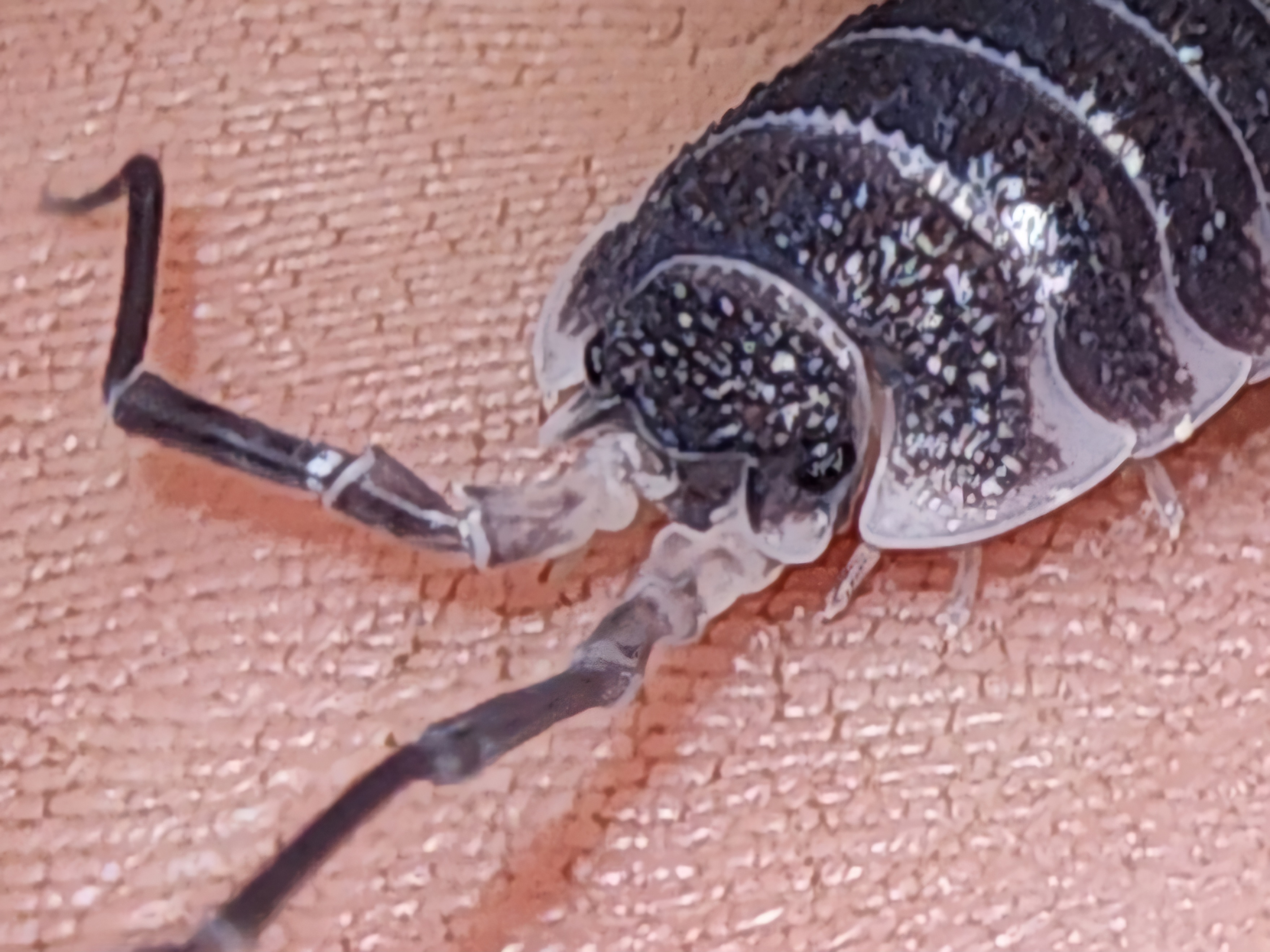 Porcellio hoffmansegi “Titan”